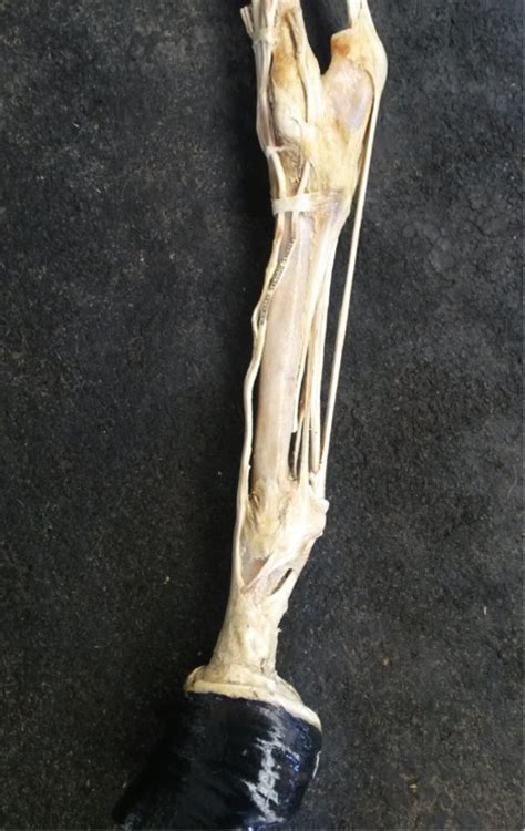 The flexor tendon system of the hand consists of the flexor muscles of the forearm, their tendinous extensions, and the specialized digital flexor sheaths. Tendon and Ligament Injuries | Vet Advice | The Gaitpost