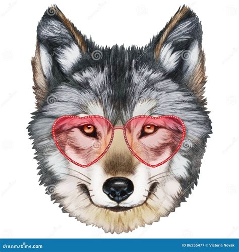 Wolf In War Bonnet Hand Drawn Animal Illustration