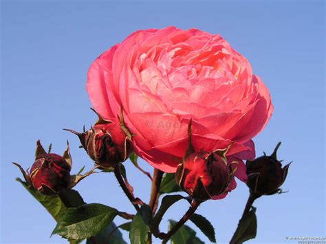 Buy Raymond Blanc ® Floribunda Rose Agel Rosen