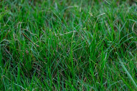 St Augustine Vs Bermuda Grass Which Is Better Home Improvement Cents
