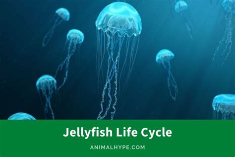 Jellyfish Life Cycle Drifting Through The Stages Of Life Animal Hype