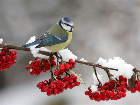 311 Best Images About Snow Birds On Pinterest Spotted Woodpecker