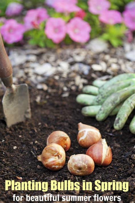 Planting Bulbs In Spring For Summer Flowers