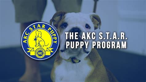 Our pet insurance plan provides customizable coverage that will fit any pet owner's budget. AKC S.T.A.R. Puppy Program - YouTube