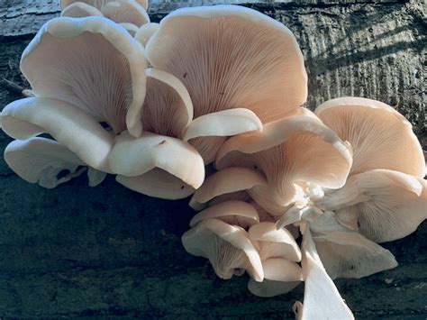 Discovery Park Mushroom Walk Salish Mushrooms
