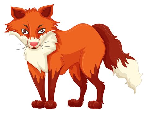 Red Fox Standing On White Background 368310 Vector Art At Vecteezy