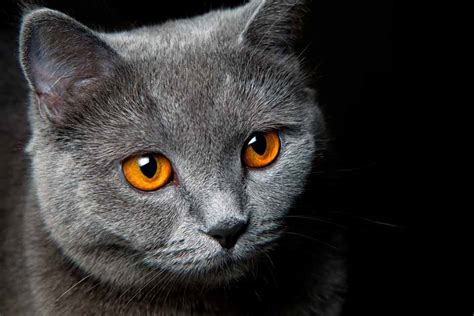 Cat Eye Colors Pet Friendly House