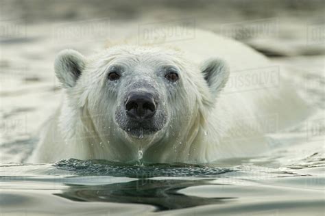 Canada Nunavut Territory Repulse Bay Polar Bear Ursus Maritimus