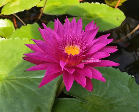 Water Lily In Malay Water Lily A Flower In The Water And A Great