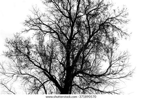 Silhouette Bare Tree Black White Stock Photo 371890570 Shutterstock