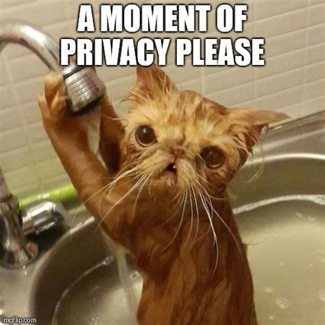 Weird Cat Meme Photos Cantik