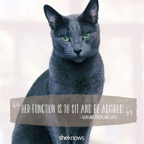 50 Cat Quotes That Only Feline Lovers Would Understand Artofit