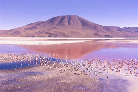 Download Majestic Laguna Colorada In South America Wallpaper