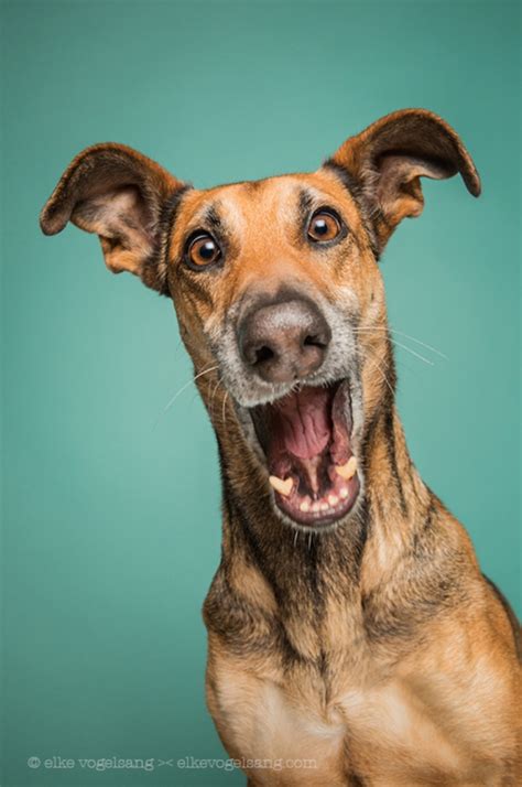 Incredibly Expressive Dog Portraits By Elke Vogelsang