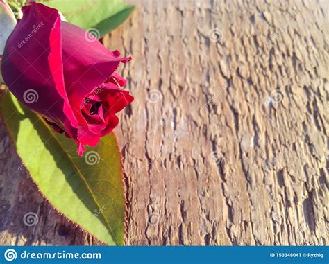 Close Up Of Single Red Rose On Wooden Background Greeting Card