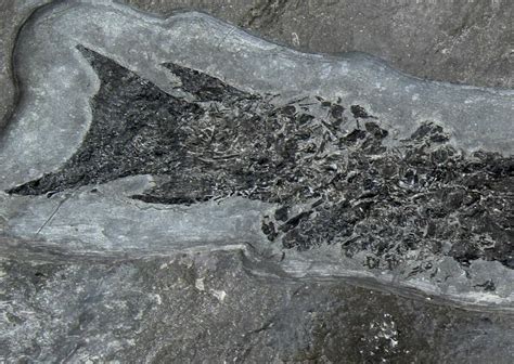96 Devonian Tristichopterus Fish And Tetrapods Transitional Fossil