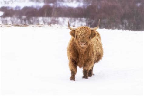 United Kingdom Scotland Highlands Highland Cattle In Winter Snow