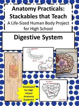 Anatomy Practicals Life Sized Digestive System Project By Drm Tpt