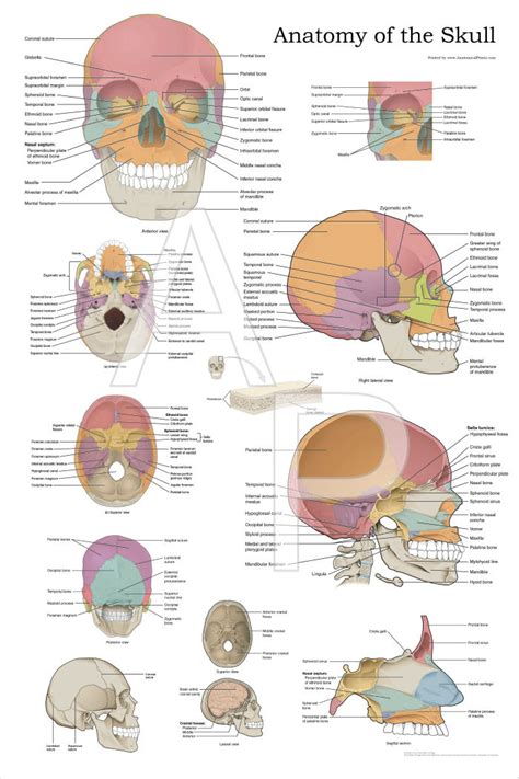 Anatomy of the skull and bones of cranium on medical illustrations. Human Skull Anatomy Poster 24 x 36