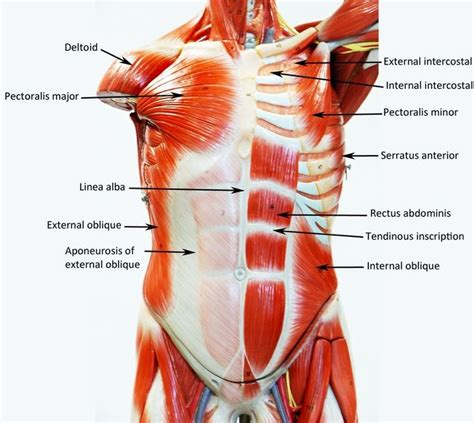 Blank Muscle Anatomy