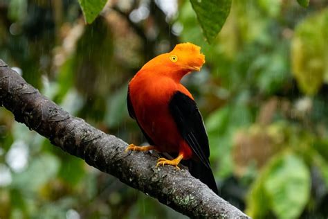 Andean Cock Of The Rock Orange Variation Oc Picsofunusualbirds