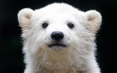 A quick rundown on polar bear cubs: Baggrunde : isbjørn, cub, baby, snude, baggrund 1920x1200 ...