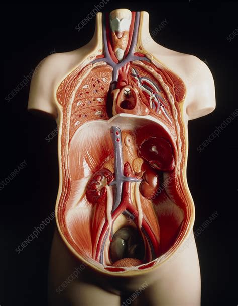 Illustration about 3d render of the internal organs as seen from the back, with a silhouette of the body. Model of human torso showing internal organs - Stock Image P880/0007 - Science Photo Library