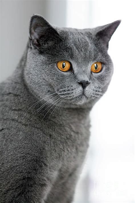 Grey British Shorthair Cat Staring In The Space Photograph By Michal