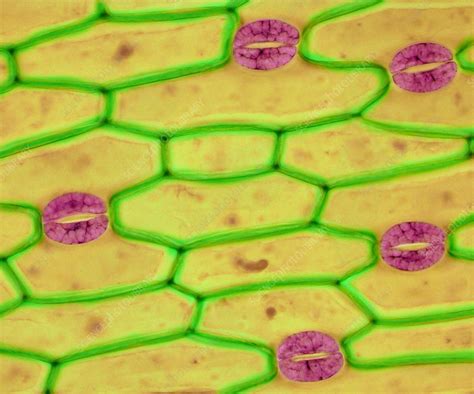 Plant Stomata Lm Stock Image C0360609 Science Photo Library