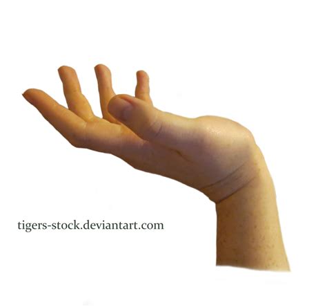 Cupped Hands Hand Png Hd Png Download Original Size Png Image Pngjoy