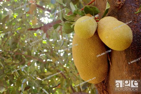 Fruits Jackfruit Artocarpus Integra Jackfruit On The Tree Stock