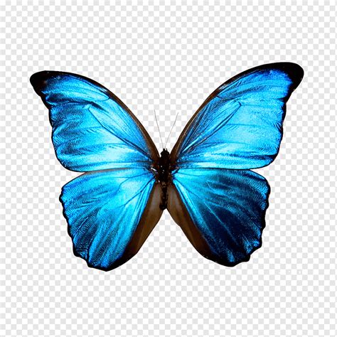 Álbumes 100 Imagen De Fondo Imagenes De Alto Contraste Mariposas