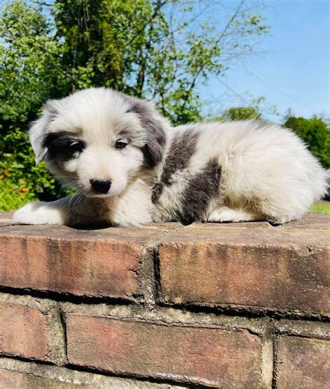 Available Puppies Border Collie Puppies For Sale From J Tail Border