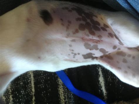 Swollen Incision After Spay Dog Forum