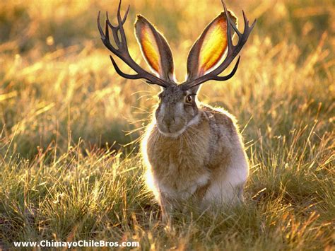The Ears In The Antelope Jackrabbit Are Large Enough To Regulate