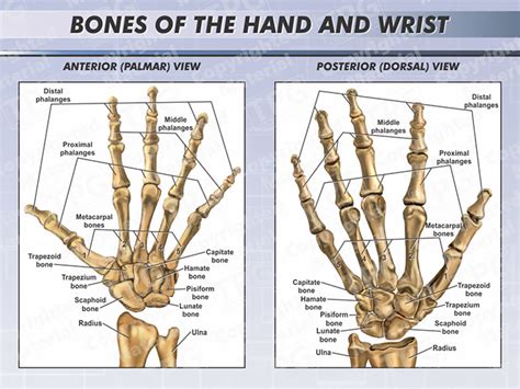 Bones Of The Hands And Wrist Order