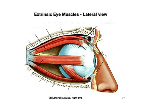 Lateral Right Eye Extrinsic Eye Muscles Purposegames