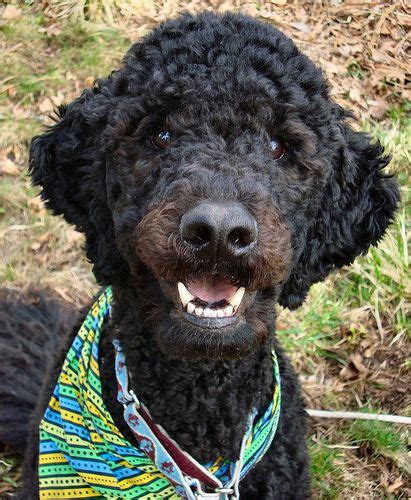 Puppies, adults and seniors of each variety. Why do most spoos have a shaved face? - Poodle Forum - Standard Poodle, Toy Poodle, Miniature ...
