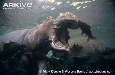 Hippopotamus Being Cleaned Underwater By Fish Love Hippopotamus
