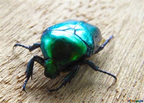 Shiny Beetle Free Image № 30794