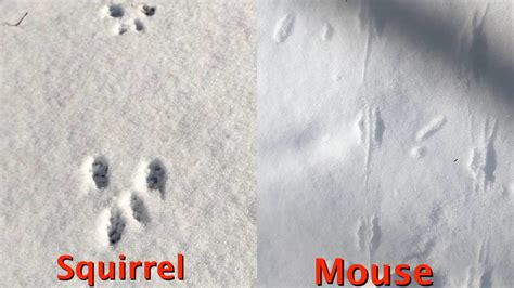 Identifying Squirrel Tracks In Snow Vs Rabbit And Mouse Tracks