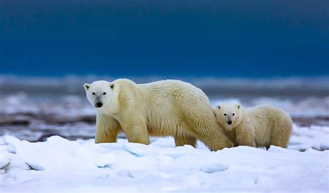 Walking Polar Bear Sow And Cub • Marko Dimitrijevic Photography