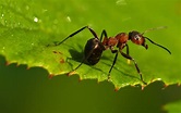 Tipos de hormigas - De Tipos