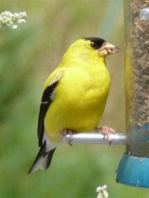 Goldfinch Feeding Photo By S Jerrett Species Animals Birds