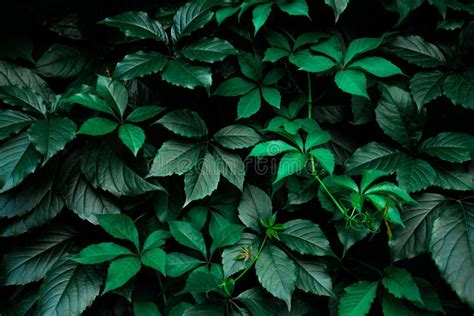 Dark Green Foliage Leaf Background Stock Image Image Of Lush Growth