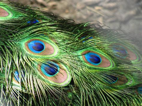 Significance Of Peacock Feather In Hinduism