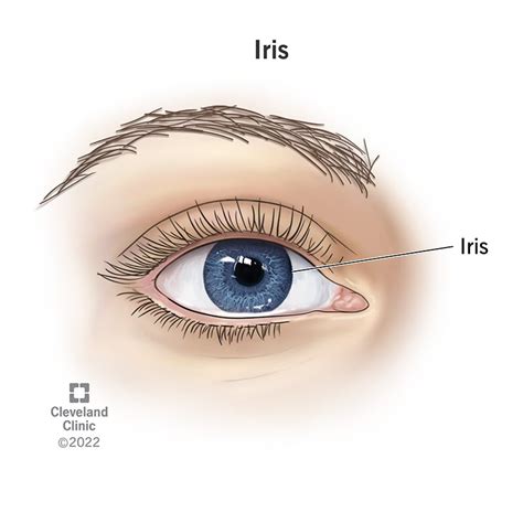 Iris Of The Eye Definition Anatomy Common Conditions Iris