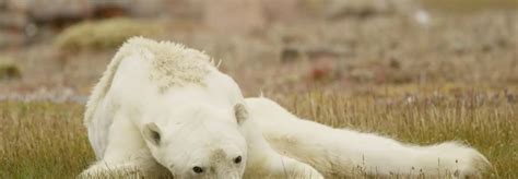 Video Of Starving Polar Bear Rips Your Heart Out Of Your Chest