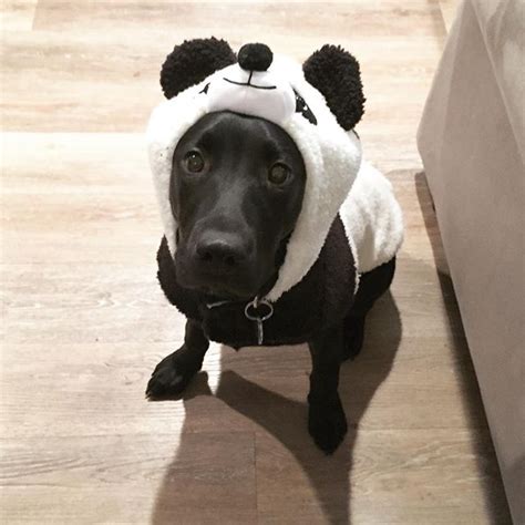 14 Amazing Labrador Halloween Costumes For 2020 The Dogman
