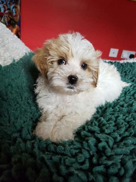 I live in california and was looking specifically for cavapoos. Cavapoo Puppies For Sale | Carlsbad, CA #145019 | Petzlover